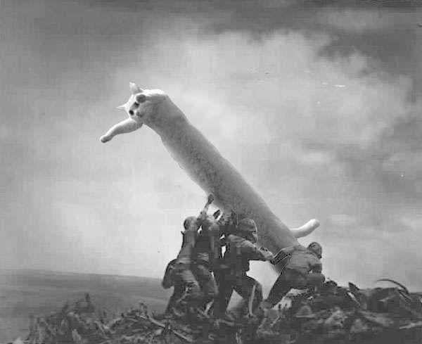 Soldiers raising a stretched white cat like a flag